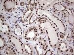 PPP1R8 Antibody in Immunohistochemistry (Paraffin) (IHC (P))