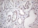 PPP1R8 Antibody in Immunohistochemistry (Paraffin) (IHC (P))