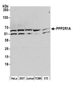 PPP2R1A Antibody in Western Blot (WB)