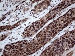 PPP4C Antibody in Immunohistochemistry (Paraffin) (IHC (P))