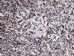 PPP4C Antibody in Immunohistochemistry (Paraffin) (IHC (P))