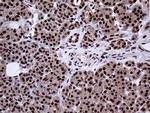 PPP4C Antibody in Immunohistochemistry (Paraffin) (IHC (P))