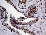 PPP4C Antibody in Immunohistochemistry (Paraffin) (IHC (P))