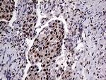 PPP4C Antibody in Immunohistochemistry (Paraffin) (IHC (P))