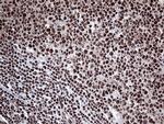 PPP4C Antibody in Immunohistochemistry (Paraffin) (IHC (P))