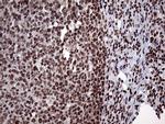 PPP4C Antibody in Immunohistochemistry (Paraffin) (IHC (P))