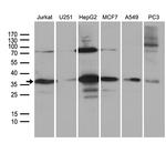 PPP4C Antibody in Western Blot (WB)