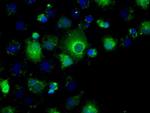 PPP5C Antibody in Immunocytochemistry (ICC/IF)