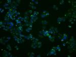 PPP5C Antibody in Immunocytochemistry (ICC/IF)