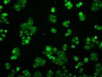 PPP5C Antibody in Immunocytochemistry (ICC/IF)