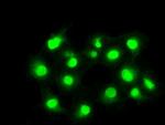 PPP5C Antibody in Immunocytochemistry (ICC/IF)