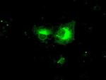 PPP5C Antibody in Immunocytochemistry (ICC/IF)