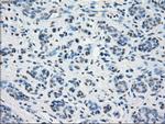 PPP5C Antibody in Immunohistochemistry (Paraffin) (IHC (P))