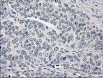 PPP5C Antibody in Immunohistochemistry (Paraffin) (IHC (P))