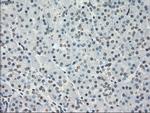 PPP5C Antibody in Immunohistochemistry (Paraffin) (IHC (P))