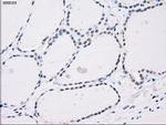 PPP5C Antibody in Immunohistochemistry (Paraffin) (IHC (P))