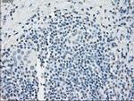 PPP5C Antibody in Immunohistochemistry (Paraffin) (IHC (P))