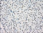 PPP5C Antibody in Immunohistochemistry (Paraffin) (IHC (P))