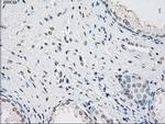 PPP5C Antibody in Immunohistochemistry (Paraffin) (IHC (P))