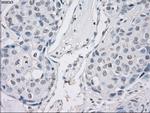 PPP5C Antibody in Immunohistochemistry (Paraffin) (IHC (P))