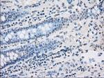 PPP5C Antibody in Immunohistochemistry (Paraffin) (IHC (P))