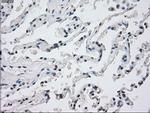 PPP5C Antibody in Immunohistochemistry (Paraffin) (IHC (P))