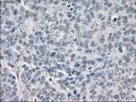 PPP5C Antibody in Immunohistochemistry (Paraffin) (IHC (P))