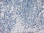 PPP5C Antibody in Immunohistochemistry (Paraffin) (IHC (P))