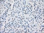 PPP5C Antibody in Immunohistochemistry (Paraffin) (IHC (P))