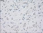 PPP5C Antibody in Immunohistochemistry (Paraffin) (IHC (P))