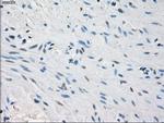 PPP5C Antibody in Immunohistochemistry (Paraffin) (IHC (P))