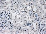 PPP5C Antibody in Immunohistochemistry (Paraffin) (IHC (P))