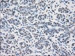 PPP5C Antibody in Immunohistochemistry (Paraffin) (IHC (P))