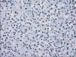 PPP5C Antibody in Immunohistochemistry (Paraffin) (IHC (P))