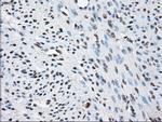 PPP5C Antibody in Immunohistochemistry (Paraffin) (IHC (P))