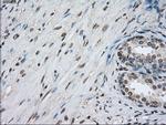 PPP5C Antibody in Immunohistochemistry (Paraffin) (IHC (P))