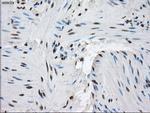 PPP5C Antibody in Immunohistochemistry (Paraffin) (IHC (P))