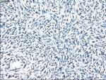 PPP5C Antibody in Immunohistochemistry (Paraffin) (IHC (P))