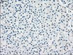 PPP5C Antibody in Immunohistochemistry (Paraffin) (IHC (P))