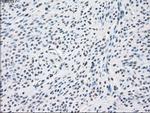 PPP5C Antibody in Immunohistochemistry (Paraffin) (IHC (P))