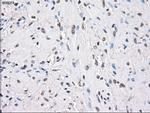 PPP5C Antibody in Immunohistochemistry (Paraffin) (IHC (P))