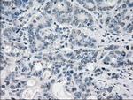 PPP5C Antibody in Immunohistochemistry (Paraffin) (IHC (P))