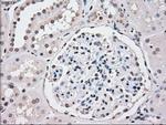 PPP5C Antibody in Immunohistochemistry (Paraffin) (IHC (P))