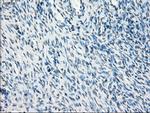 PPP5C Antibody in Immunohistochemistry (Paraffin) (IHC (P))