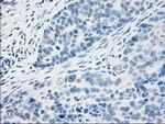 PPP5C Antibody in Immunohistochemistry (Paraffin) (IHC (P))