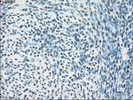 PPP5C Antibody in Immunohistochemistry (Paraffin) (IHC (P))