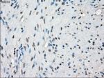 PPP5C Antibody in Immunohistochemistry (Paraffin) (IHC (P))