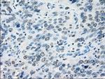 PPP5C Antibody in Immunohistochemistry (Paraffin) (IHC (P))