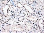 PPP5C Antibody in Immunohistochemistry (Paraffin) (IHC (P))