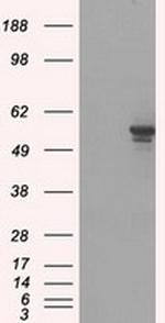 PPP5C Antibody in Western Blot (WB)